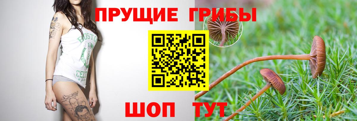 Северобайкальск  Галлюциногенные грибы Psilocybine cubensis  Галлюциногенные грибы мухоморы  Вход с VPN 